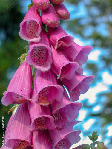 Hot Pink Foxglove Flowers in Bloom