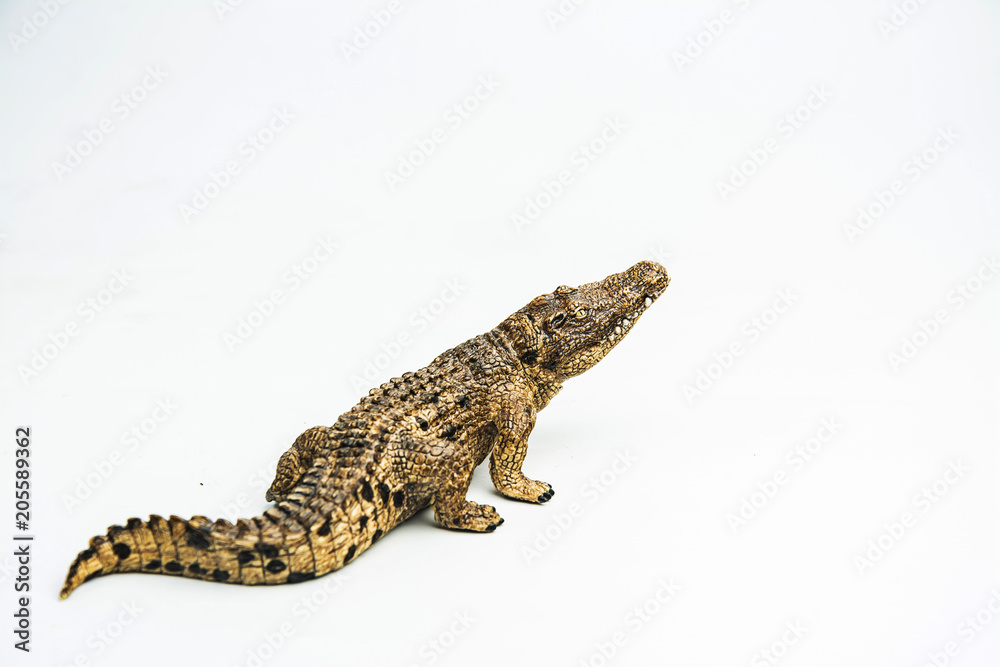 Naklejka premium crocodile on white background