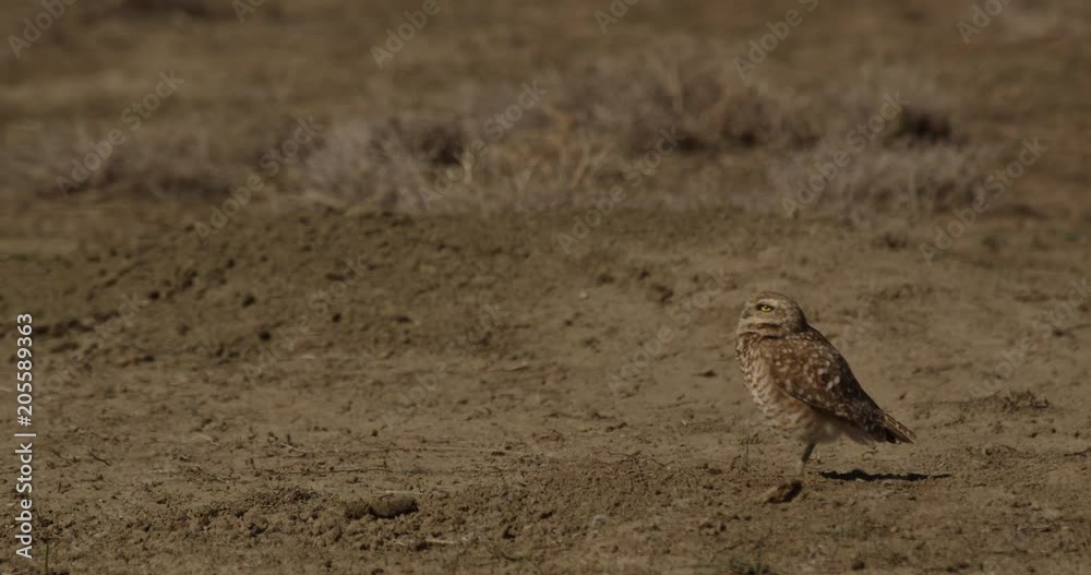 Close on burrowing owl standing in breeze Close on burrowing owl standing in breeze