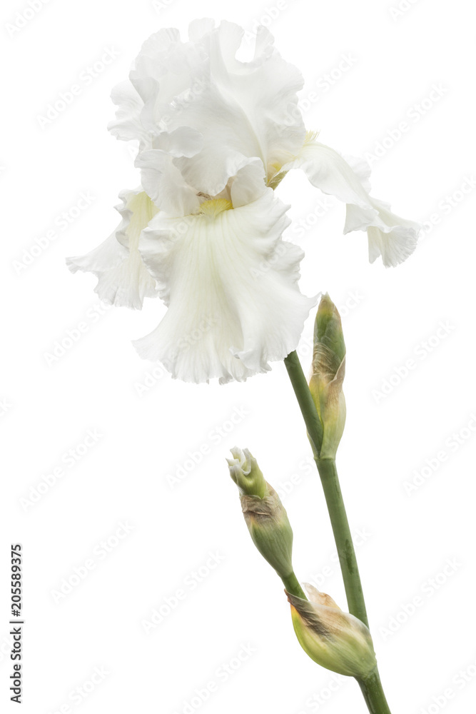Obraz premium Flower of white iris close-up, isolated on white background