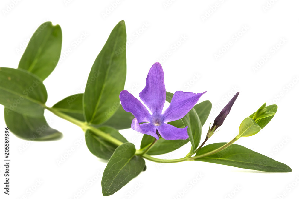 Blue flower of periwinkle, lat. Vinca, isolated on white background