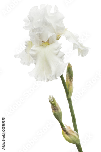Fototapeta Naklejka Na Ścianę i Meble -  Flower of  white iris close-up, isolated on white background