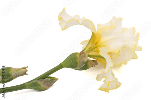 Fototapeta Naklejka Na Ścianę i Meble -  Yellow flower of iris, isolated on white background