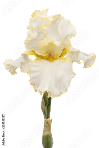 Fototapeta Naklejka Na Ścianę i Meble -  Yellow flower of iris, isolated on white background
