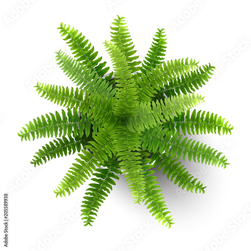 Top view of houseplant fern in a pot.