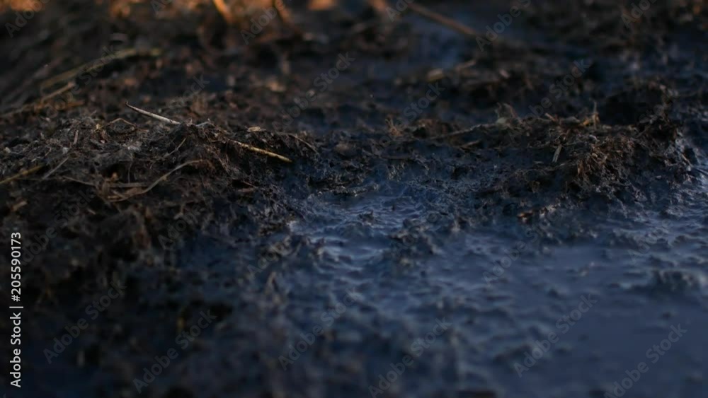 Flies sit on a heap of dung. Rural video. Flies sit on a heap of dung. Rural video.