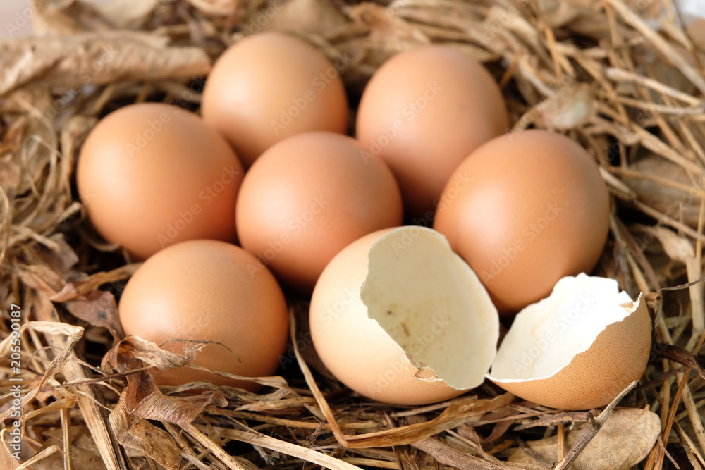 Broken eggs on dry grass