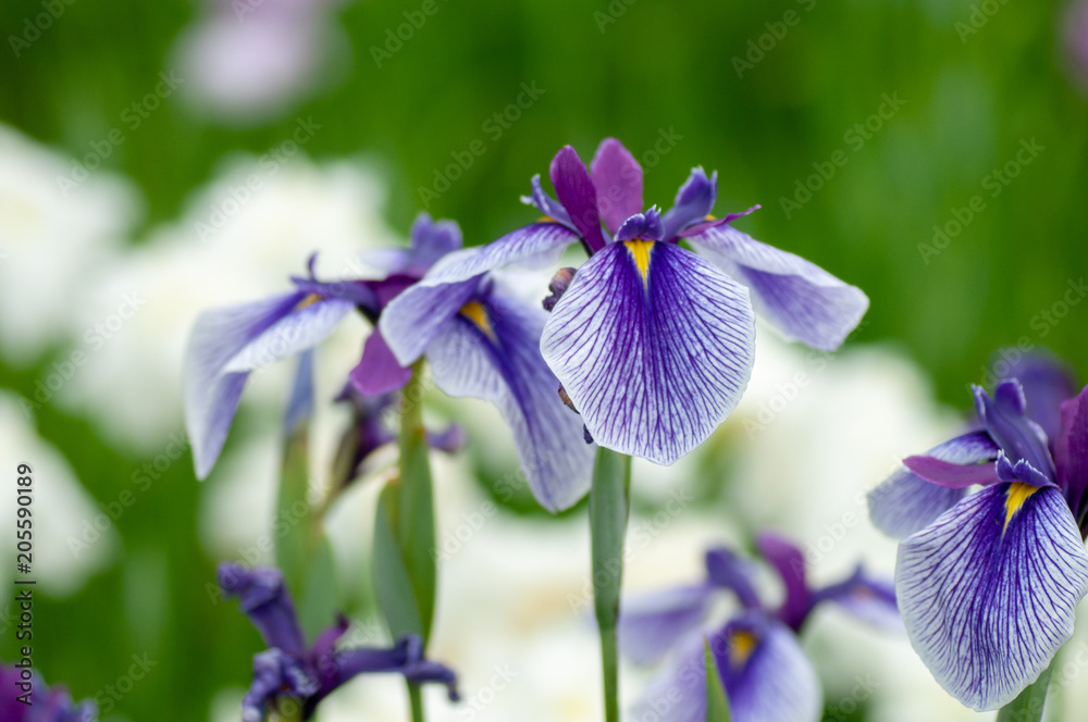 すみれ 花 すみれ 花