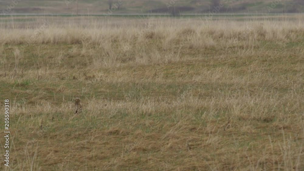 Camouflaged short-eared owl rests in field on rainy day Camouflaged short-eared owl rests in field on rainy day