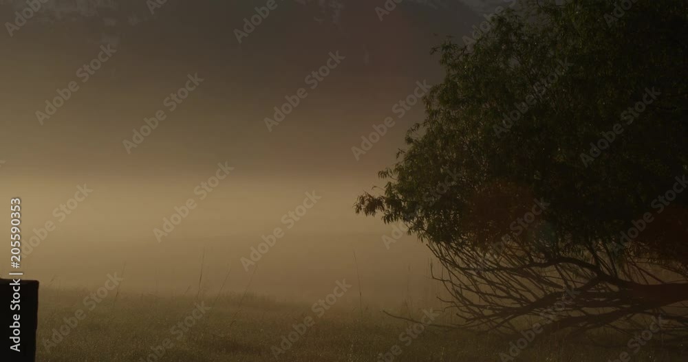 Tilt up from morning mist in trees to snowy mountain peak at sunrise Tilt up from morning mist in trees to snowy mountain peak at sunrise