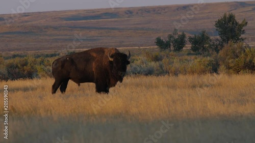 Majestic bull bison defecates on prairie in golden light of setting sun