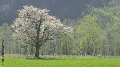 北海道の春 一本桜