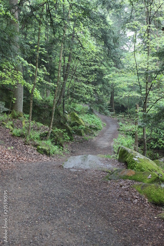 Forest Path
