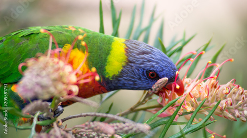 Photos Rainbow Lorikeet (Australian Parrot) Eating Grevillea 'Superb' Nectar (side view