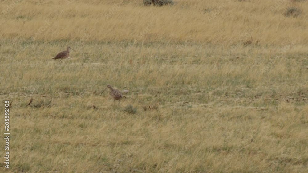 Long billed curlews on grassland