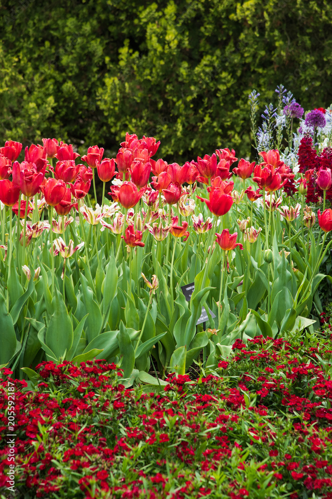 Red garden blooming in spring with tulips and garden pink flowers Red garden blooming in spring with tulips and garden pink flowers