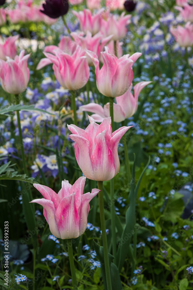 Pink tulips blooming fully open in the spring garden Pink tulips blooming fully open in the spring garden