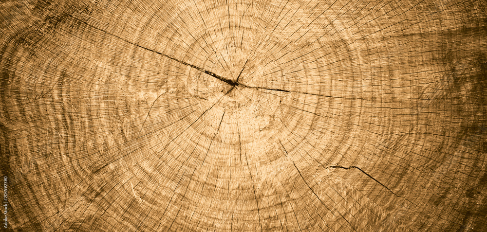 Fototapeta premium Zbliżenie makro sekcji końca cięcia drewna z pęknięciami i słojów rocznych. Naturalna organiczna konsystencja o spękanej i szorstkiej powierzchni. Płaska powierzchnia drewniana z słojami rocznymi.