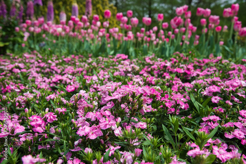 Small common pink flowers blooming in spring garden with tulips on background