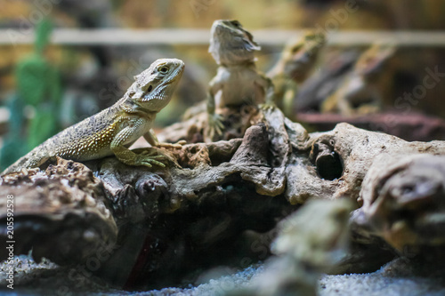 lizards in a terrarium