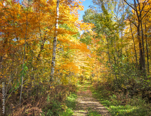 autumn colors path in forest