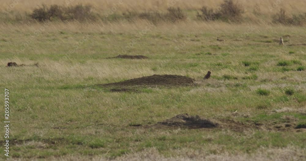Burrowing owl emerges from burrow in grass Burrowing owl emerges from burrow in grass