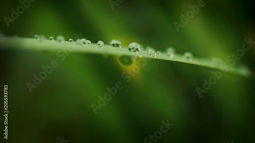 Tiny water drops on grass leaf after the rain
