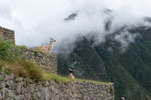 Llamas in the clouds