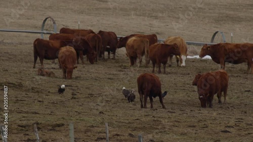 Slow motion - eagles among red angus cows photo