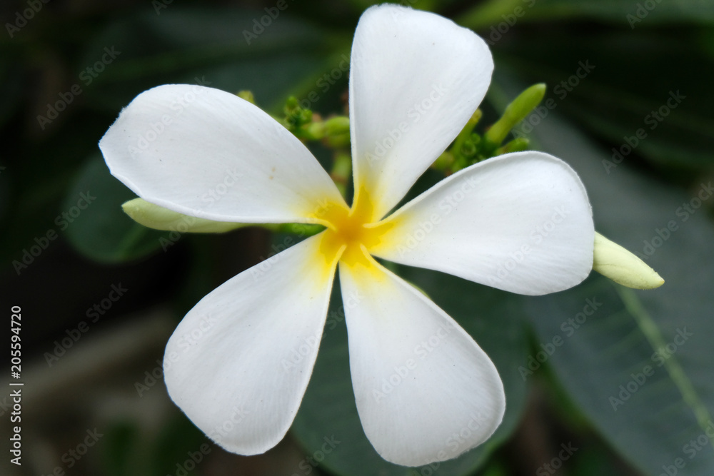 Obraz premium White and yellow Plumeria ( frangipani flowers )