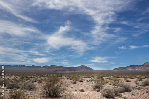 Desert Landscape with Cactus