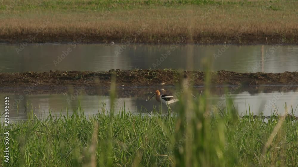 Golden sunrise light on Avocet feeding on wetland shore grass Golden sunrise light on Avocet feeding on wetland shore grass