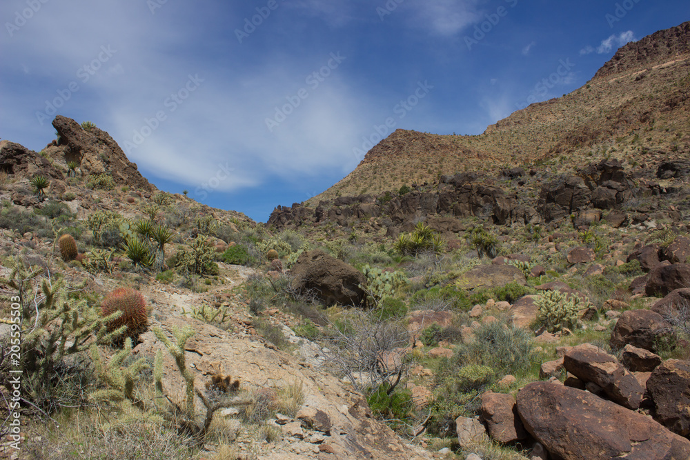 Desert Landscape with Cactus and Desert Plants