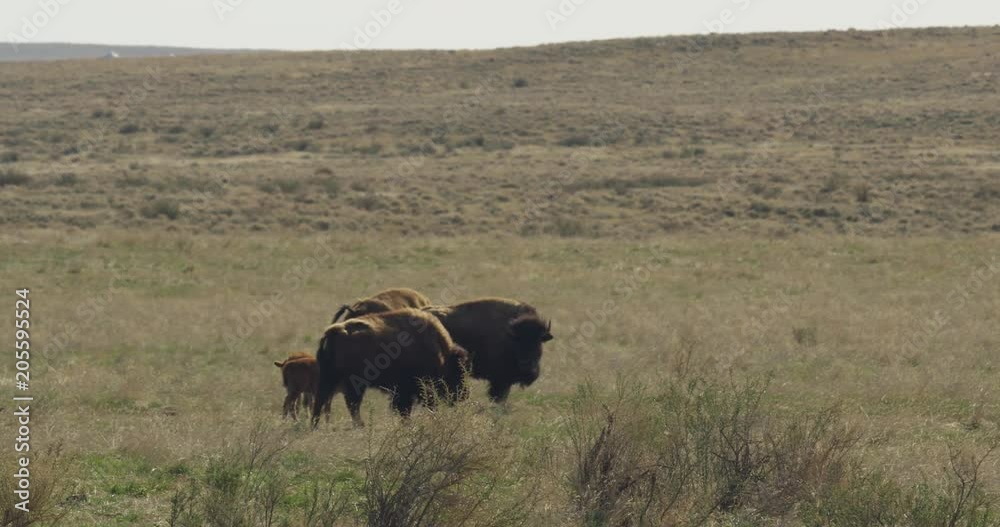 Bison with calves on prairie morning Bison with calves on prairie morning