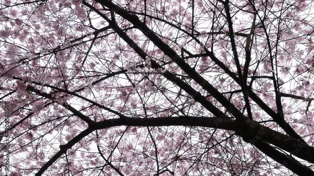 Motion of pink cherry flowers blooming in springtime with 4k resolution Motion of pink cherry flowers blooming in springtime with 4k resolution