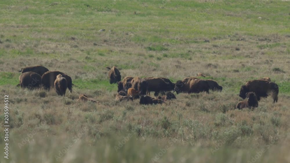 Slow motion - bison living on prairie Slow motion - bison living on prairie