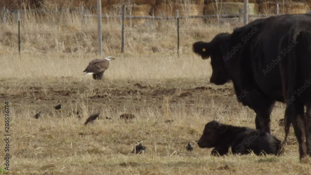 Eagles and crow land in cow field with grazing cows Eagles and crow land in cow field with grazing cows