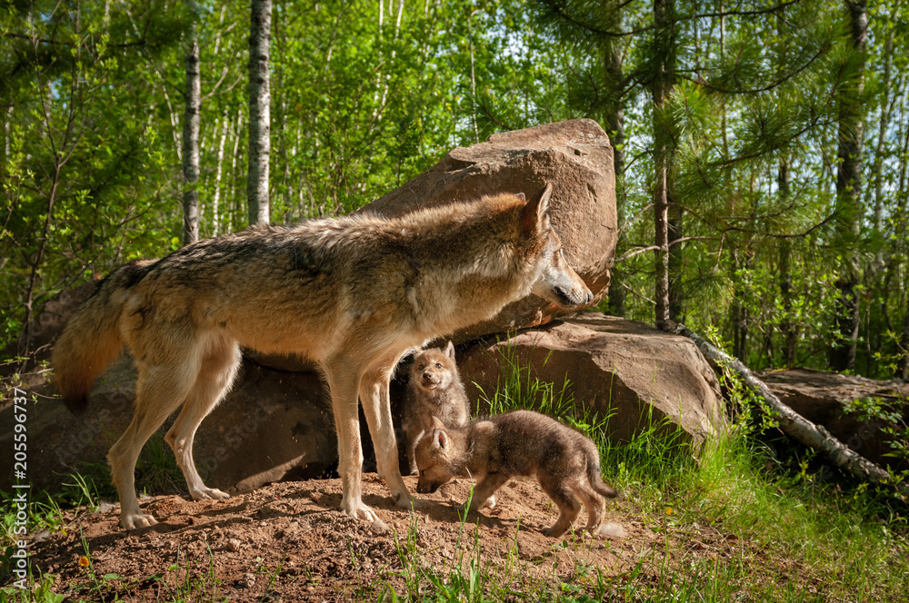 Grey Wolf (Canis lupus) Stands in Front of Den With Pups