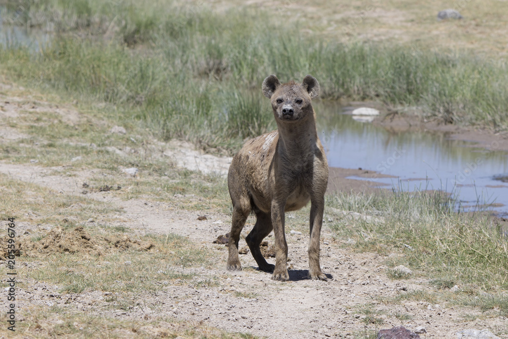 Fototapeta premium spotted hyena standing on the bank of a dry river in the savanna in the dry season