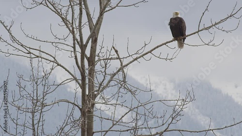 Noble bald eagle sits on tree branch with mountains behidn photo