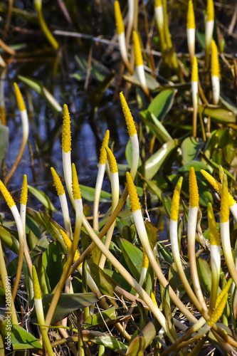 Wasser-Goldkeule (Orontium aquaticum) photo