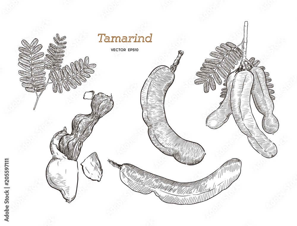 Single continuous line drawing of whole healthy organic tamarind for  orchard logo identity. Fresh fruitage concept for fruit garden icon. Modern  one line draw graphic design vector illustration 20380244 Vector Art at