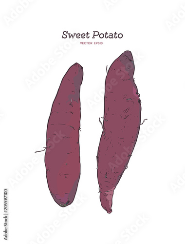 sweet potatoes or purple potatoes, hand drawn sketch vector.