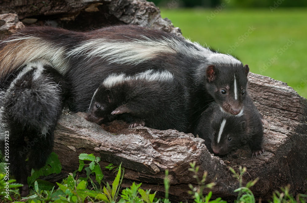 Striped Skunk Mother (Mephitis mephitis) and Kits on Log Striped Skunk Mother (Mephitis mephitis) and Kits on Log