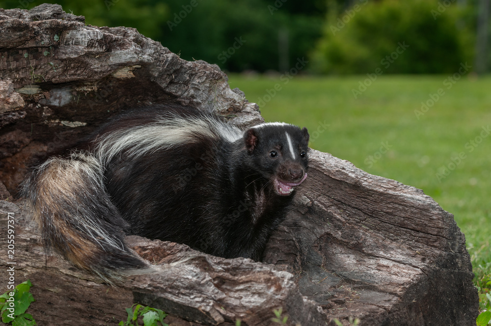 Striped Skunk Doe (Mephitis mephitis) Sits in Log Yawning Striped Skunk Doe (Mephitis mephitis) Sits in Log Yawning