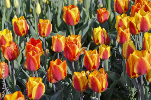 Tulpe Flair (Tulipa, Liliaceae), Blüten im Frühling