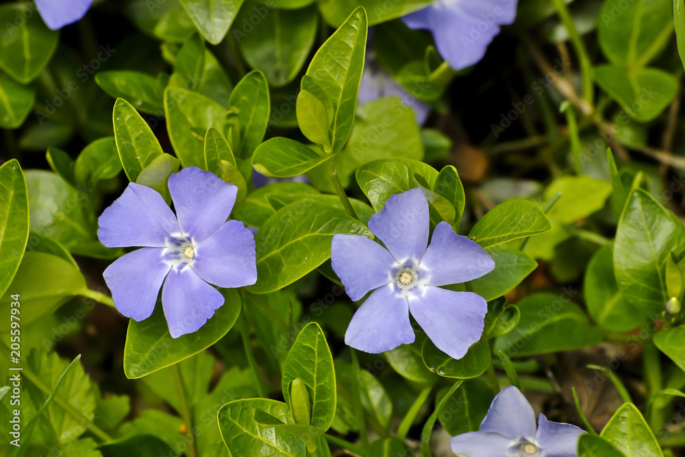 Kleines Immergrün (Vinca minor) im Frühsommer Kleines Immergrün (Vinca minor) im Frühsommer