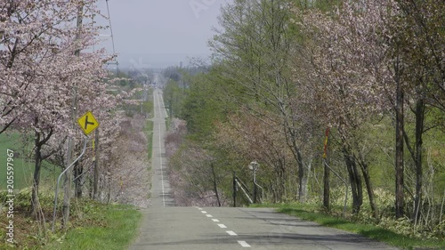 桜並木