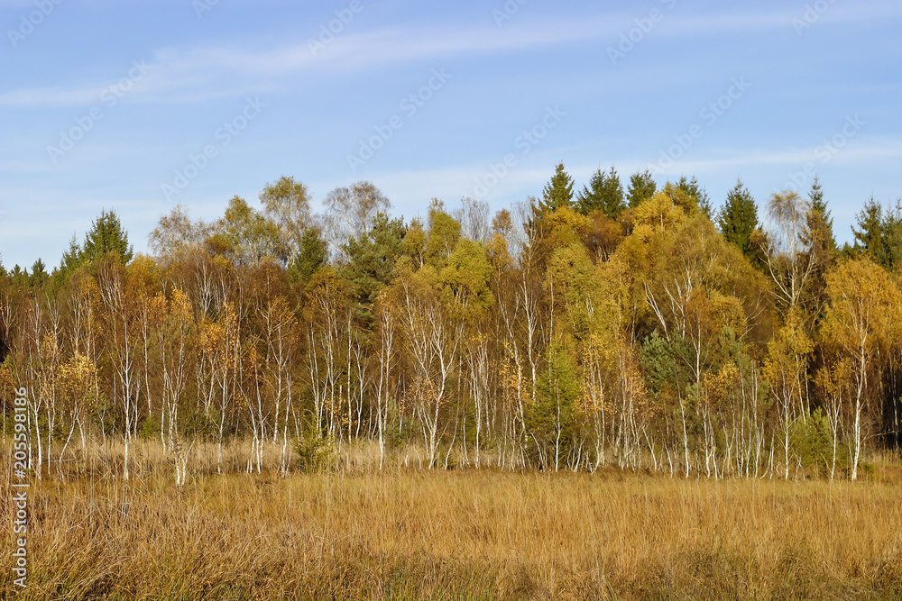 Fototapeta premium Moor, Moorlandschaft mit Birken vor Fichten im Herbst vor blauem Himmel