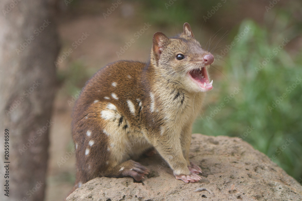 Tiger Quoll Tiger Quoll
